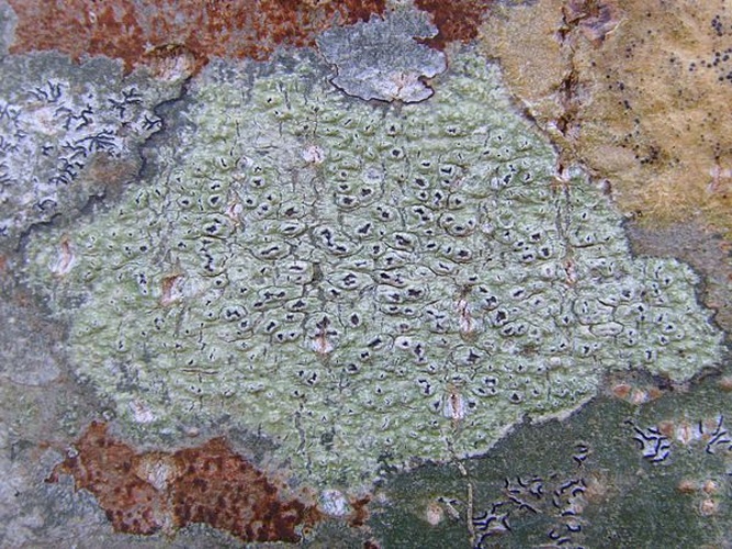 Pertusaria leioplaca © <a href="//commons.wikimedia.org/wiki/User:Jymm" title="User:Jymm">Jymm</a>