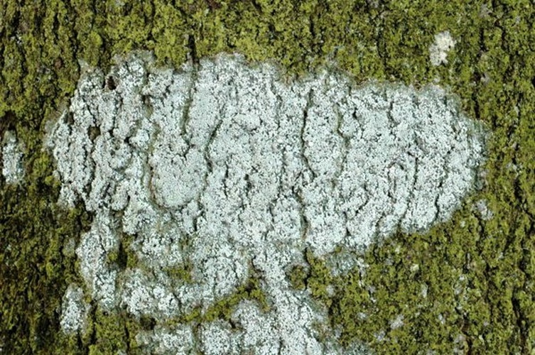 Pertusaria albescens &copy; James Lindsey