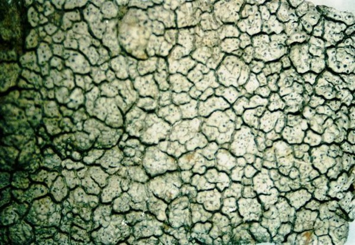 Aspicilia cinerea &copy; <a href="//commons.wikimedia.org/w/index.php?title=User:Ed_Uebel&amp;action=edit&amp;redlink=1" class="new" title="User:Ed Uebel (page does not exist)">Ed Uebel</a>