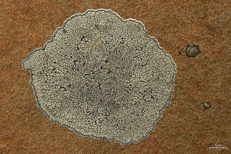 Lecanora rupicola © <a rel="nofollow" class="external text" href="https://www.flickr.com/people/7147684@N03">Jason Hollinger</a>