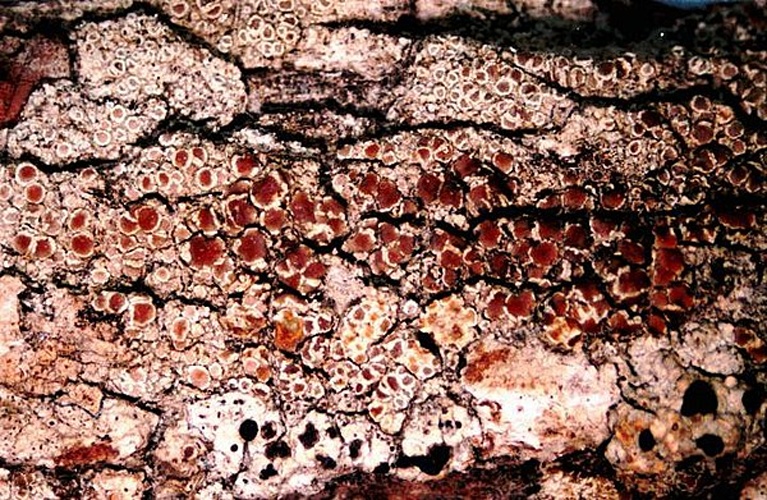 Lecanora expallens © <a href="//commons.wikimedia.org/w/index.php?title=User:Ed_Uebel&amp;action=edit&amp;redlink=1" class="new" title="User:Ed Uebel (page does not exist)">Ed Uebel</a>