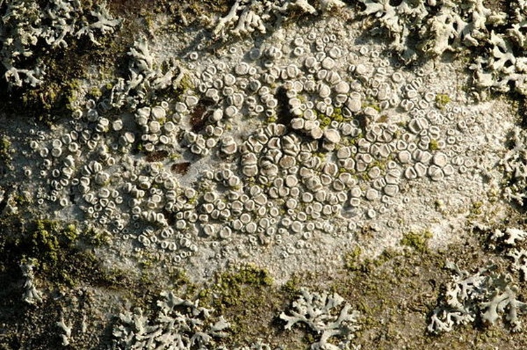 Lecanora carpinea © James Lindsey