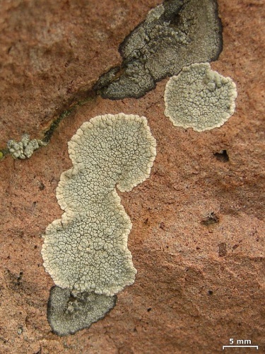 Lecanora subcarnea &copy; Jason Hollinger