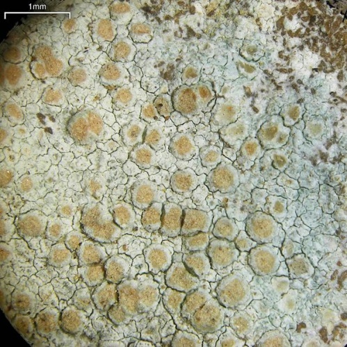 Lecanora cenisia &copy; Jason Hollinger (jason)