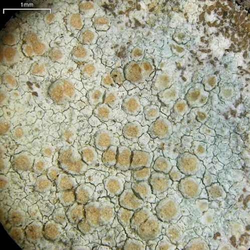 Lecanora cenisia © Jason Hollinger (jason)