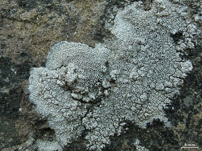 Lecanora gangaleoides © Jason Hollinger