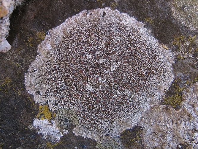 Lecanora campestris © This image was created by user <a rel="nofollow" class="external text" href="https://mushroomobserver.org/observer/show_user/2250">zaca</a> at <a rel="nofollow" class="external text" href="https://mushroomobserver.org">Mushroom Observer</a>, a source for mycological images.<br>You can contact this user <a rel="nofollow" class="external text" href="https://mushroomobserver.org/observer/ask_user_question/2250">here</a>.