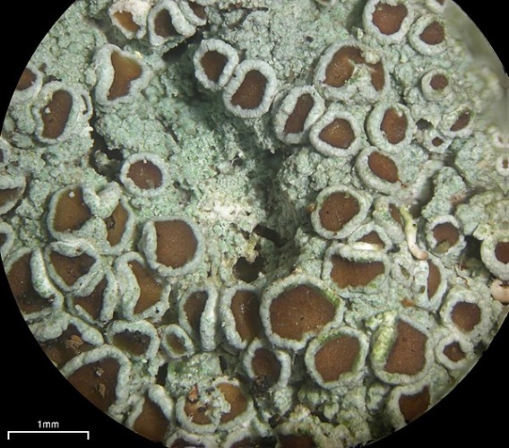 Lecanora glabrata © This image was created by user <a rel="nofollow" class="external text" href="https://mushroomobserver.org/observer/show_user/252">Jason Hollinger (jason)</a> at <a rel="nofollow" class="external text" href="https://mushroomobserver.org">Mushroom Observer</a>, a source for mycological images.<br>You can contact this user <a rel="nofollow" class="external text" href="https://mushroomobserver.org/observer/ask_user_question/252">here</a>.