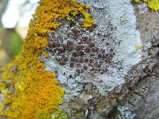 Lecanora argentata © <a href="//commons.wikimedia.org/wiki/User:Jymm" title="User:Jymm">Jymm</a>