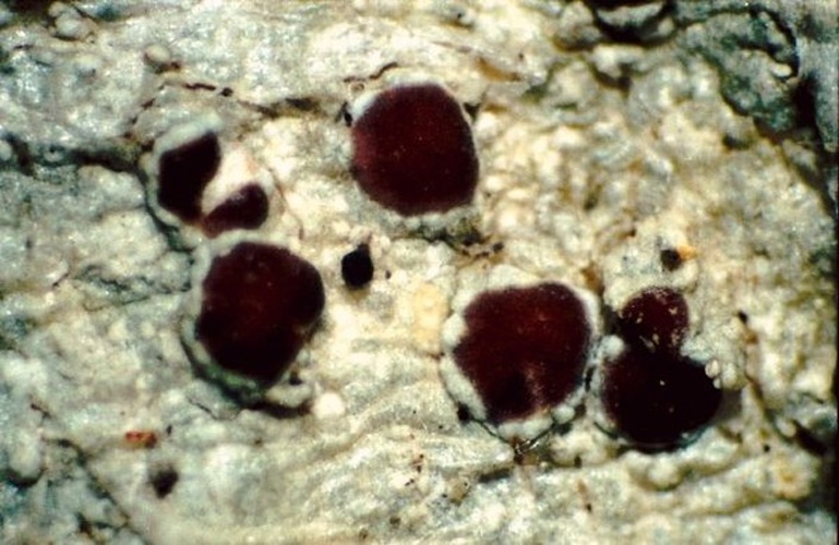 Lecanora subrugosa © <a href="//commons.wikimedia.org/w/index.php?title=User:Ed_Uebel&amp;action=edit&amp;redlink=1" class="new" title="User:Ed Uebel (page does not exist)">Ed Uebel</a>