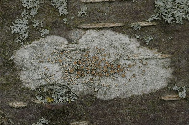 Lecanora chlarotera &copy; James K. Lindsey