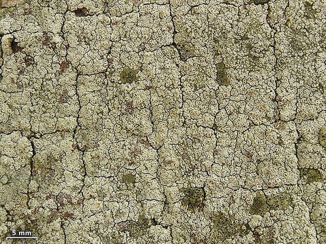 Lecanora hagenii &copy; <a rel="nofollow" class="external text" href="https://www.flickr.com/people/7147684@N03">Jason Hollinger</a>