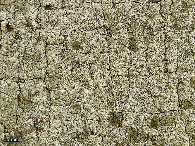 Lecanora hagenii © <a rel="nofollow" class="external text" href="https://www.flickr.com/people/7147684@N03">Jason Hollinger</a>