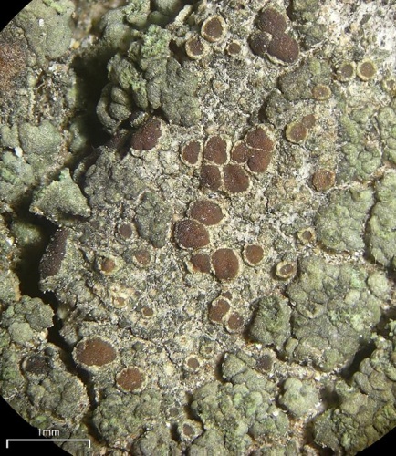 Lecanora saligna © Jason Hollinger