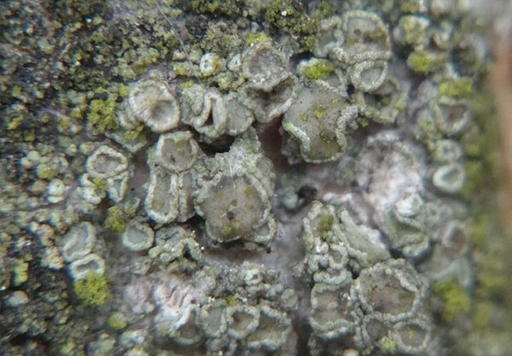 Lecanora conizaeoides © Jerzy Opioła