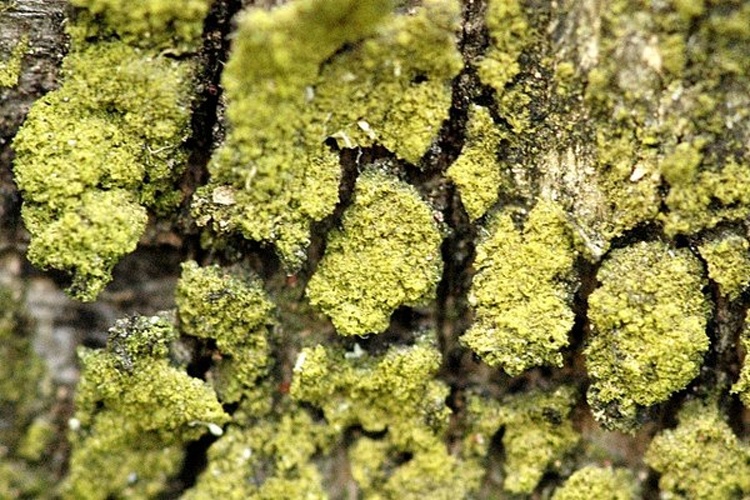 Candelariella reflexa © James Lindsey