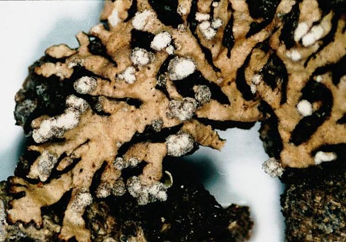 Parmeliopsis hyperopta &copy; <a href="//commons.wikimedia.org/w/index.php?title=User:Ed_Uebel&amp;action=edit&amp;redlink=1" class="new" title="User:Ed Uebel (page does not exist)">Ed Uebel</a>