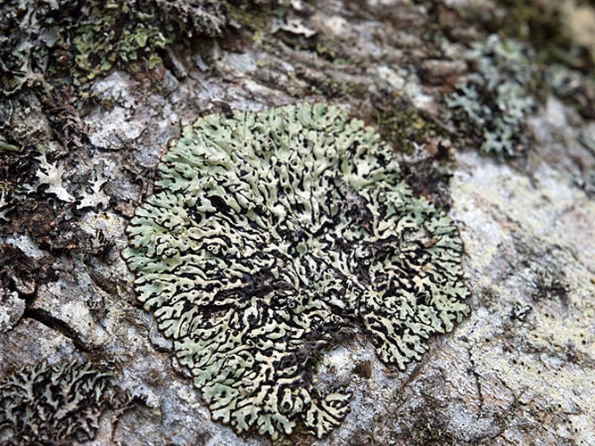 Menegazzia terebrata &copy; <a href="//commons.wikimedia.org/wiki/User:OhWeh" title="User:OhWeh">OhWeh</a>