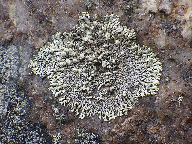 Xanthoparmelia mougeotii &copy; This image was created by user <a rel="nofollow" class="external text" href="https://mushroomobserver.org/observer/show_user/2250">zaca</a> at <a rel="nofollow" class="external text" href="https://mushroomobserver.org">Mushroom Observer</a>, a source for mycological images.<br>You can contact this user <a rel="nofollow" class="external text" href="https://mushroomobserver.org/observer/ask_user_question/2250">here</a>.
