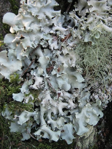 Parmotrema robustum &copy; This image was created by user <a rel="nofollow" class="external text" href="https://mushroomobserver.org/observer/show_user/2250">zaca</a> at <a rel="nofollow" class="external text" href="https://mushroomobserver.org">Mushroom Observer</a>, a source for mycological images.<br>You can contact this user <a rel="nofollow" class="external text" href="https://mushroomobserver.org/observer/ask_user_question/2250">here</a>.