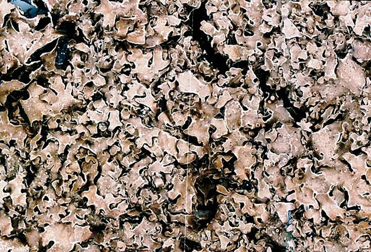 Parmelia omphalodes &copy; <a href="//commons.wikimedia.org/w/index.php?title=User:Ed_Uebel&amp;action=edit&amp;redlink=1" class="new" title="User:Ed Uebel (page does not exist)">Ed Uebel</a>