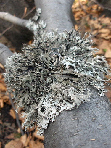 Pseudevernia furfuracea &copy; User:Stemonitis