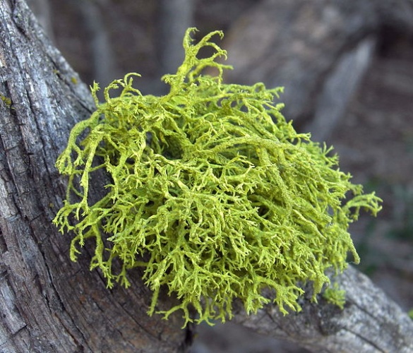 Letharia vulpina © Jason Hollinger