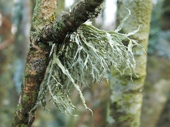 Ramalina farinacea © <a rel="nofollow" class="external text" href="https://www.geograph.org.uk/profile/22713">Lairich Rig</a>