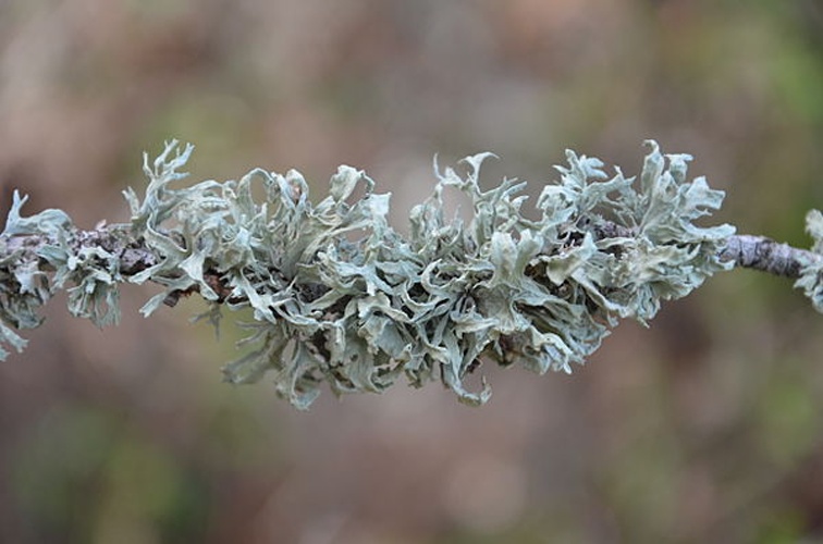 Ramalina canariensis © <a href="//commons.wikimedia.org/wiki/User:J.claude" title="User:J.claude">J.claude</a>