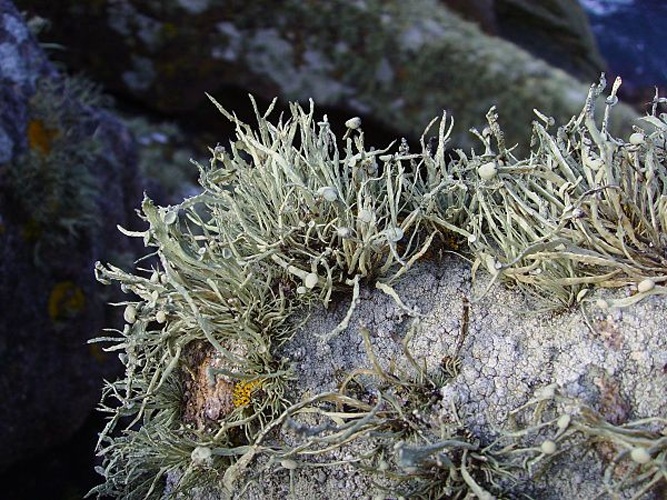 Ramalina siliquosa © <a href="//commons.wikimedia.org/wiki/User:Jymm" title="User:Jymm">Jymm</a>