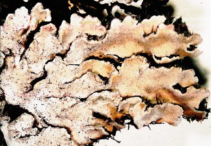 Physconia detersa © <a href="//commons.wikimedia.org/w/index.php?title=User:Ed_Uebel&amp;action=edit&amp;redlink=1" class="new" title="User:Ed Uebel (page does not exist)">Ed Uebel</a>