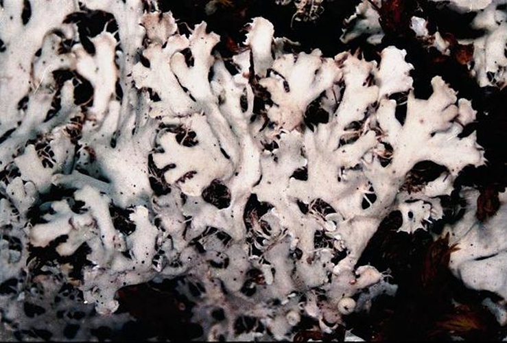 Heterodermia speciosa © <a href="//commons.wikimedia.org/w/index.php?title=User:Ed_Uebel&amp;action=edit&amp;redlink=1" class="new" title="User:Ed Uebel (page does not exist)">Ed Uebel</a>