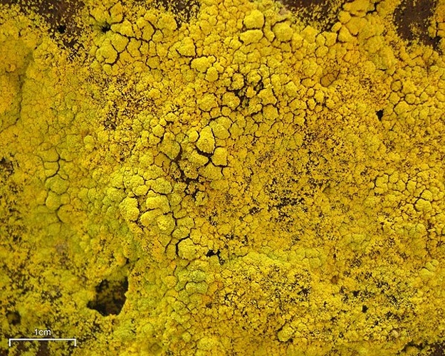 Chrysothrix candelaris © <a rel="nofollow" class="external text" href="https://www.flickr.com/people/7147684@N03">Jason Hollinger</a>