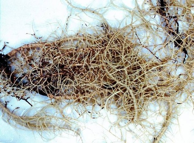 Usnea subfloridana © <a href="//commons.wikimedia.org/w/index.php?title=User:Ed_Uebel&amp;action=edit&amp;redlink=1" class="new" title="User:Ed Uebel (page does not exist)">Ed Uebel</a>