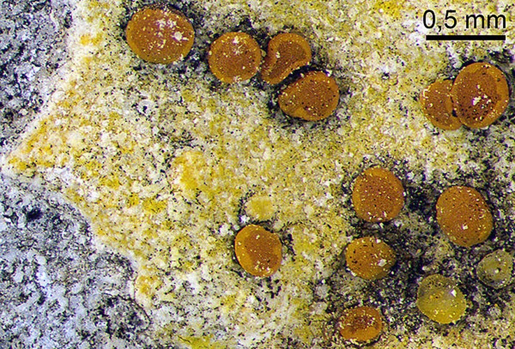 Caloplaca ochracea © <a href="https://de.wikipedia.org/wiki/User:Flechtenmikroskopie" class="extiw" title="de:User:Flechtenmikroskopie">Mike Guwak</a>