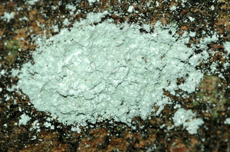 Lepraria incana © James Lindsey