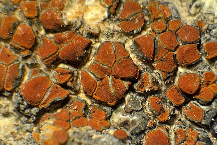 Caloplaca atroflava © This image was created by user <a rel="nofollow" class="external text" href="https://mushroomobserver.org/observer/show_user/2792">J-Dar</a> at <a rel="nofollow" class="external text" href="https://mushroomobserver.org">Mushroom Observer</a>, a source for mycological images.<br>You can contact this user <a rel="nofollow" class="external text" href="https://mushroomobserver.org/observer/ask_user_question/2792">here</a>.