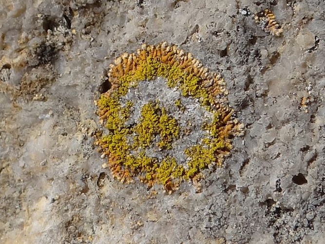 Caloplaca cirrochroa © <a href="//commons.wikimedia.org/wiki/User:Selso" title="User:Selso">Jerzy Opioła</a>