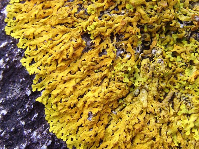 Xanthoria aureola © <a href="//commons.wikimedia.org/wiki/User:Jymm" title="User:Jymm">Jymm</a>