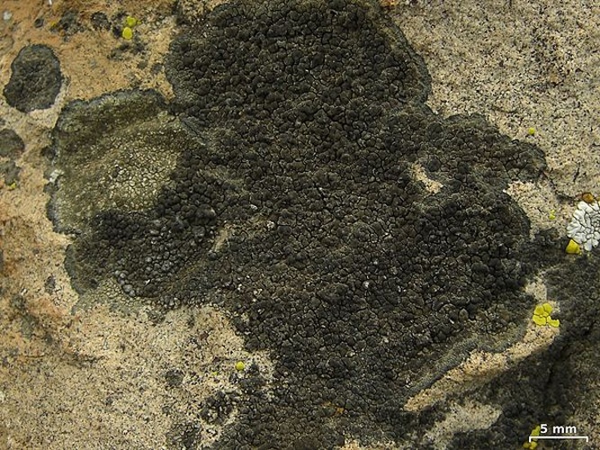 Buellia badia &copy; This image was created by user <a rel="nofollow" class="external text" href="https://mushroomobserver.org/observer/show_user/252">Jason Hollinger (jason)</a> at <a rel="nofollow" class="external text" href="https://mushroomobserver.org">Mushroom Observer</a>, a source for mycological images.<br>You can contact this user <a rel="nofollow" class="external text" href="https://mushroomobserver.org/observer/ask_user_question/252">here</a>.