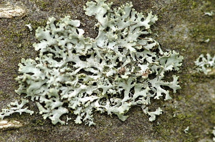 Physcia tenella &copy; James K. Lindsey