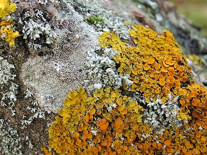 Physcia adscendens © <a rel="nofollow" class="external text" href="https://www.geograph.org.uk/profile/22713">Lairich Rig</a>