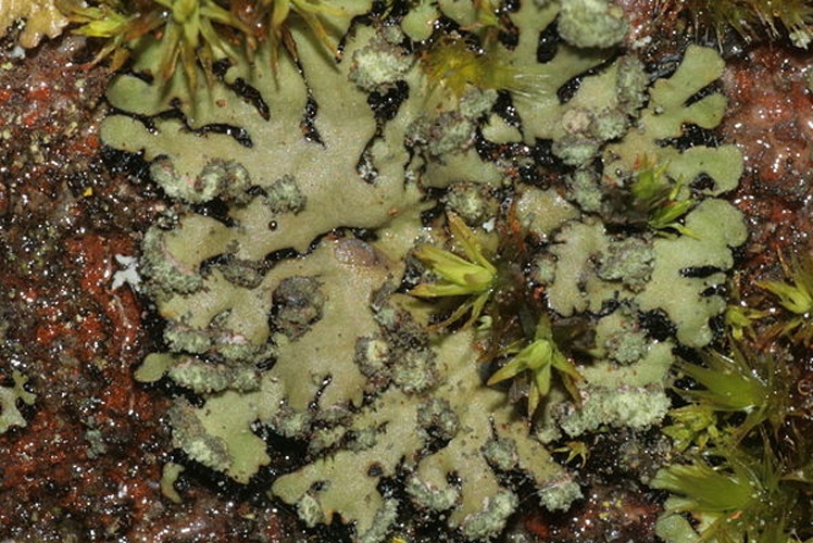 Phaeophyscia orbicularis © <a href="//commons.wikimedia.org/wiki/User:HermannSchachner" title="User:HermannSchachner">HermannSchachner</a>