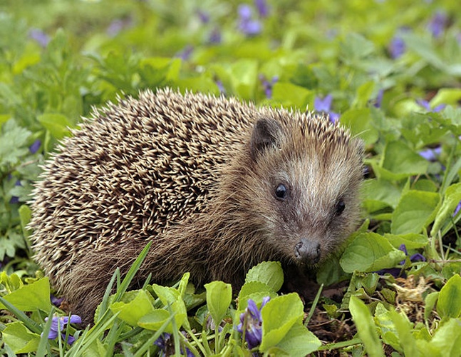 European hedgehog &copy; <a href="//commons.wikimedia.org/wiki/User:Michael_G%C3%A4bler" title="User:Michael Gäbler">Michael Gäbler</a>