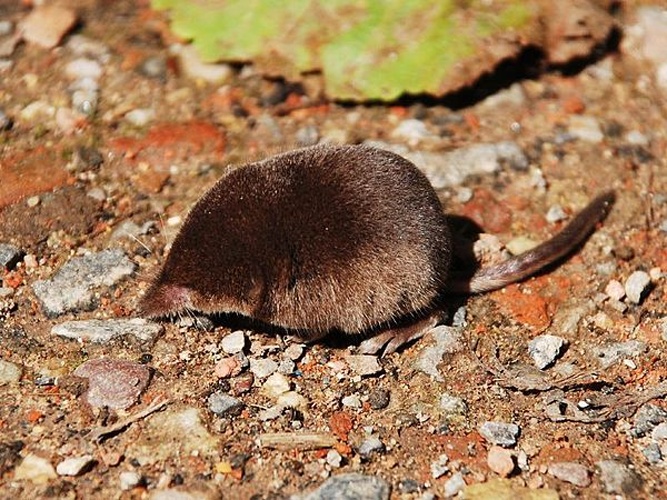 Eurasian pygmy shrew © Importé sur Commons par Salix. Sur Flikr par Polandeze