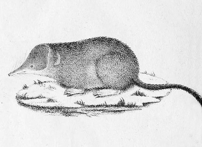 Crowned shrew &copy; Pierre-Aimé Millet