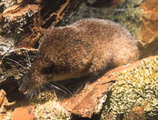 Alpine Shrew &copy; <a href="//commons.wikimedia.org/w/index.php?title=User:Dodoni&amp;action=edit&amp;redlink=1" class="new" title="User:Dodoni (page does not exist)">Dodoni</a>
