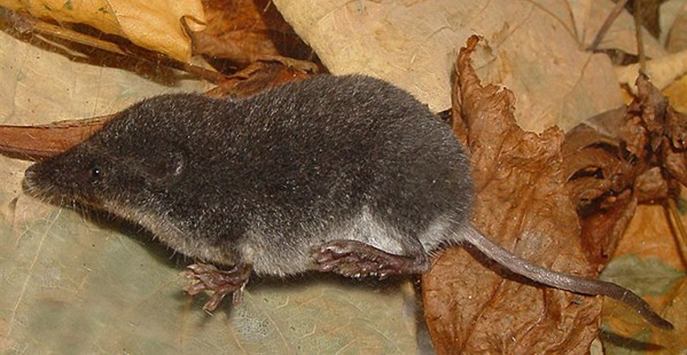 Mediterranean Water Shrew © <a href="//commons.wikimedia.org/wiki/User:Mnolf" title="User:Mnolf">Mnolf</a> (<a href="//commons.wikimedia.org/wiki/User_talk:Mnolf" title="User talk:Mnolf">talk</a><span style="white-space:nowrap"> <b>·</b></span> <a href="//commons.wikimedia.org/wiki/Special:Contributions/Mnolf" title="Special:Contributions/Mnolf">contribs</a>)