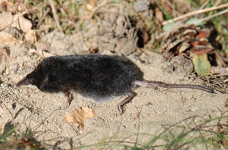 Eurasian water shrew © <a href="//commons.wikimedia.org/w/index.php?title=User:Accipiter&amp;action=edit&amp;redlink=1" class="new" title="User:Accipiter (page does not exist)">Accipiter</a> (R. Altenkamp, Berlin)