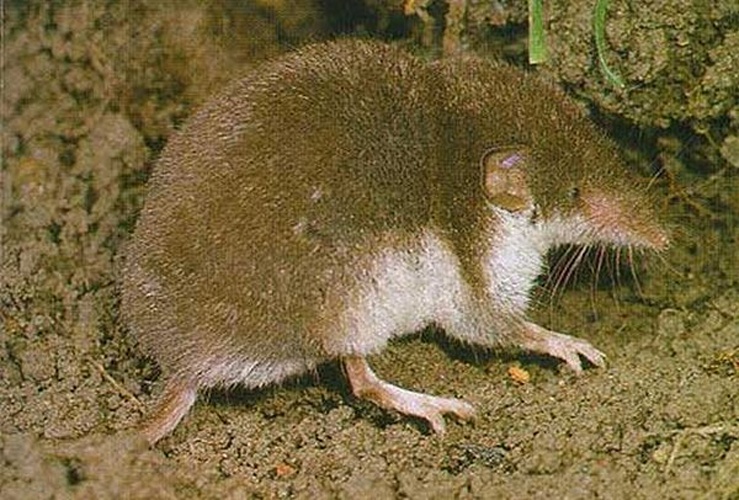 Bicolored Shrew © <a href="//commons.wikimedia.org/w/index.php?title=User:Dodoni&amp;action=edit&amp;redlink=1" class="new" title="User:Dodoni (page does not exist)">Dodoni</a>